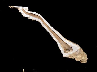 Scorpion Burrow Casts Reveal Scorpions Are Master Architects