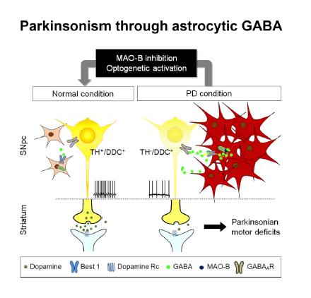 Dopamine & Parkinson's Disease: The Link Between