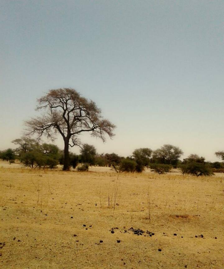 Diakhao, Senegal - Sahel