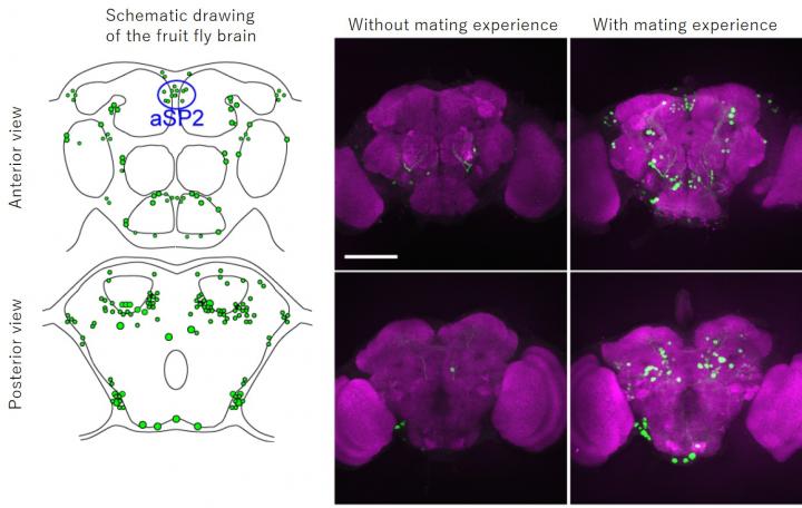 Figure 1.  Activity-Dependent Visualization of <I>Fruitless</i> Neural Circuits