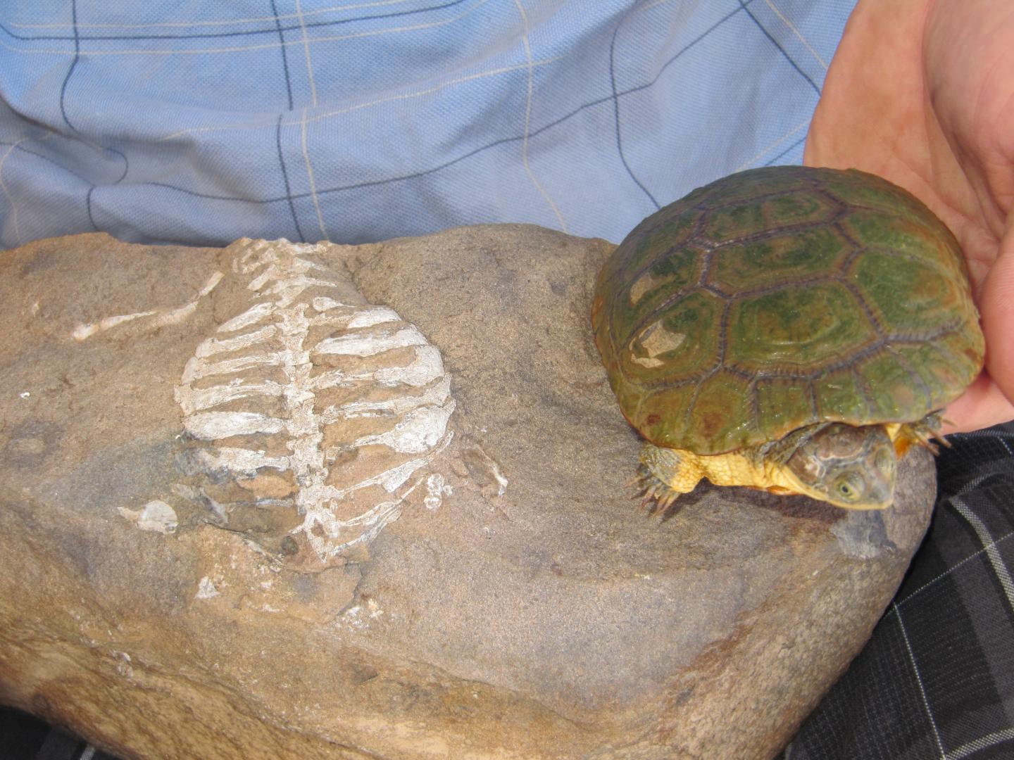 New Study Finds Highly Modified Abdominal Muscular Sling in Turtles
