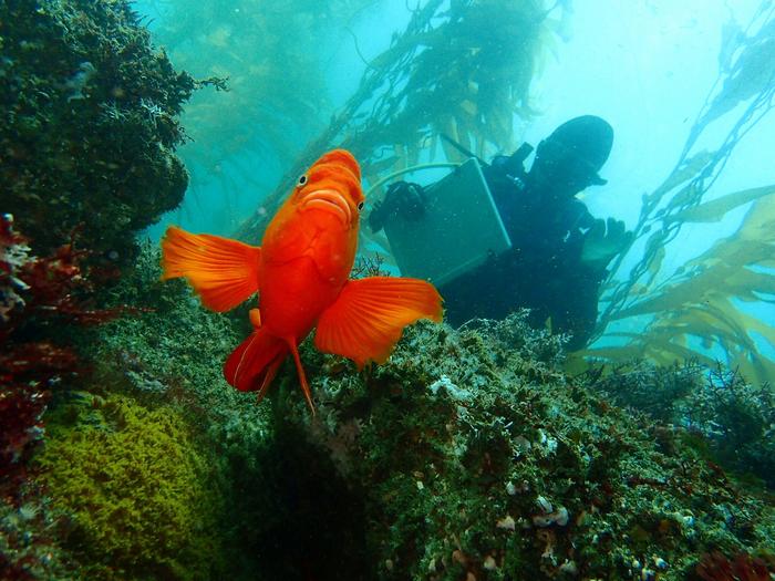 Garibaldi and Diver