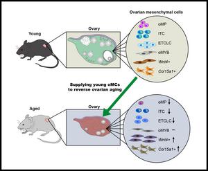 In-depth analysis of ovarian stroma cells provides novel strategy to combat female reproductive aging.