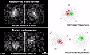 Nucleosome movements in the nucleus