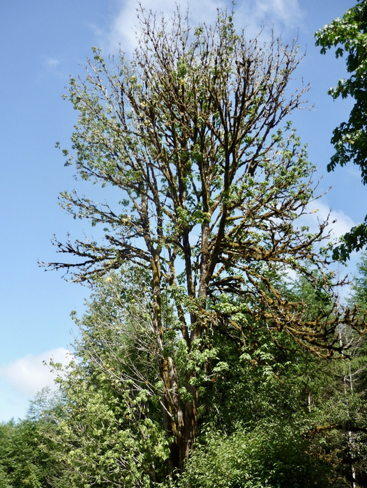 Bigleaf maple almost dead