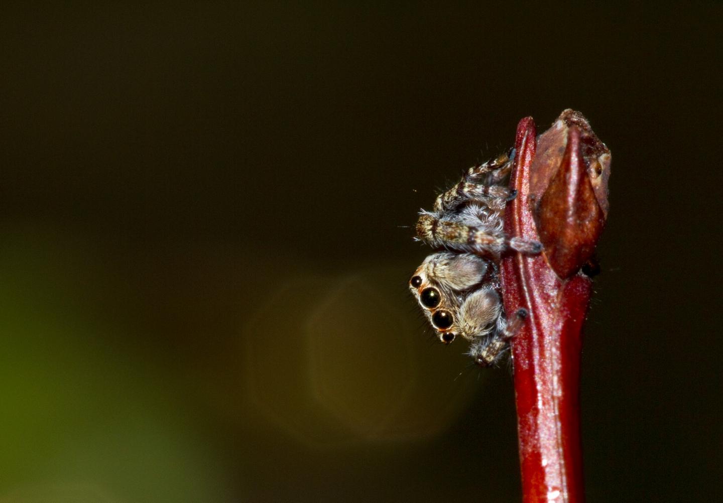 Jumping Spider