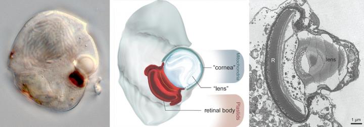 Warnowiid's Ocelloid