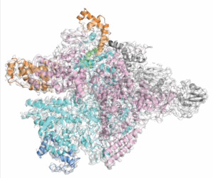 Fidaxomicin selectively targets C. diff