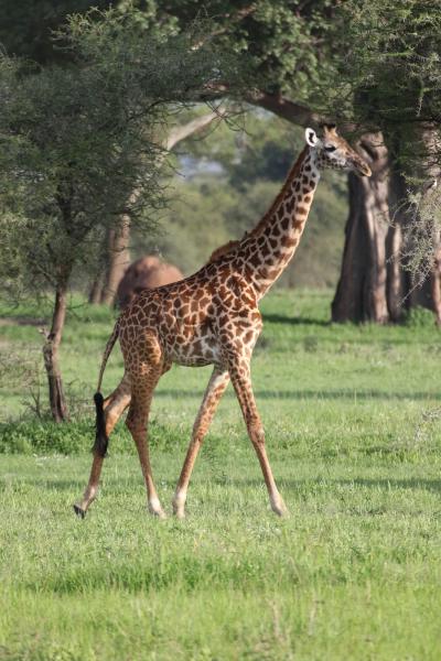 Giraffe in Burunge WMA