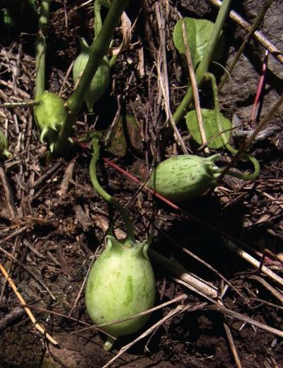 <i>Jarilla heterophylla</i>