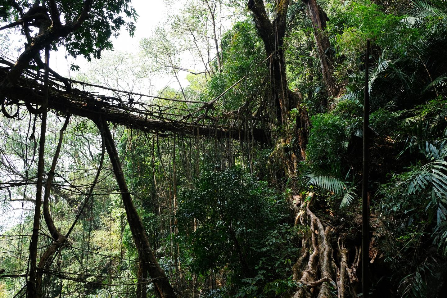 Meghalaya-Brücke (2 of 2)