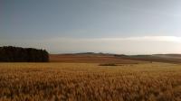 Wheat Field in Argentina