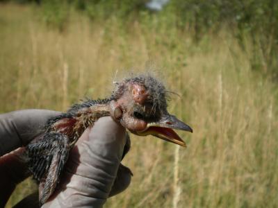 Great Kiskadee Chick