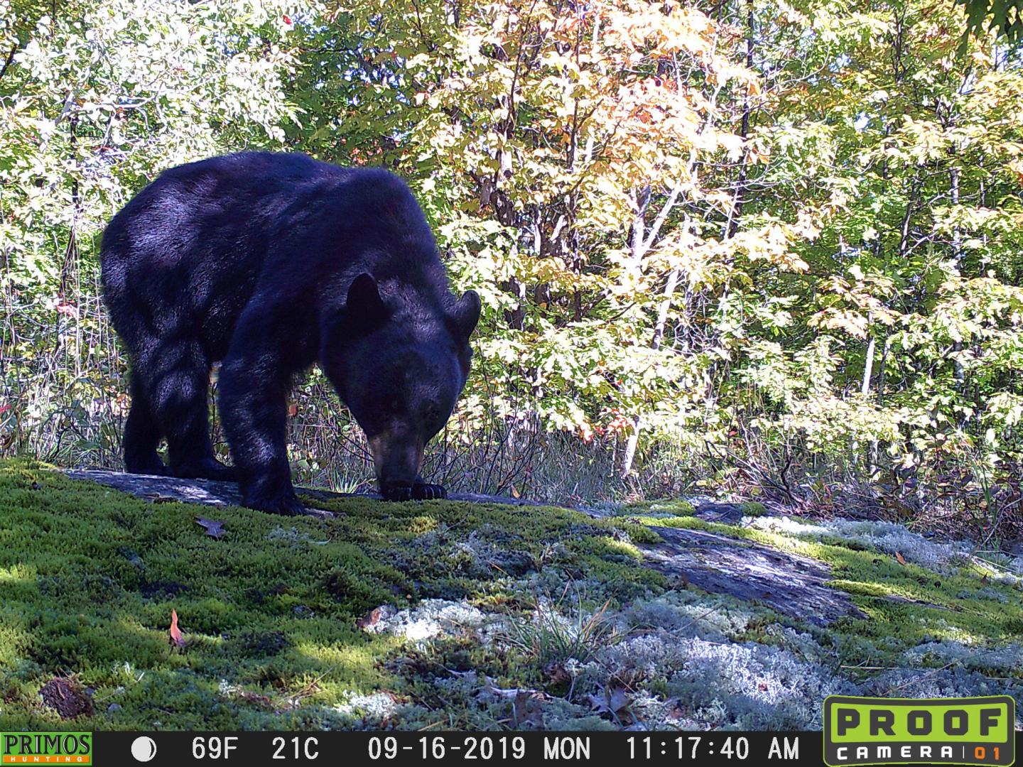 Black bear caught on camera trap