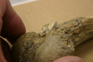 mastodon rib close-up