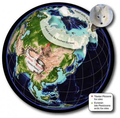 The Arctic Fox/Tibet Connection