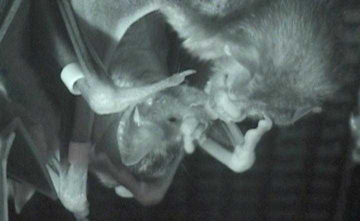 Vampire Bats Sharing Food