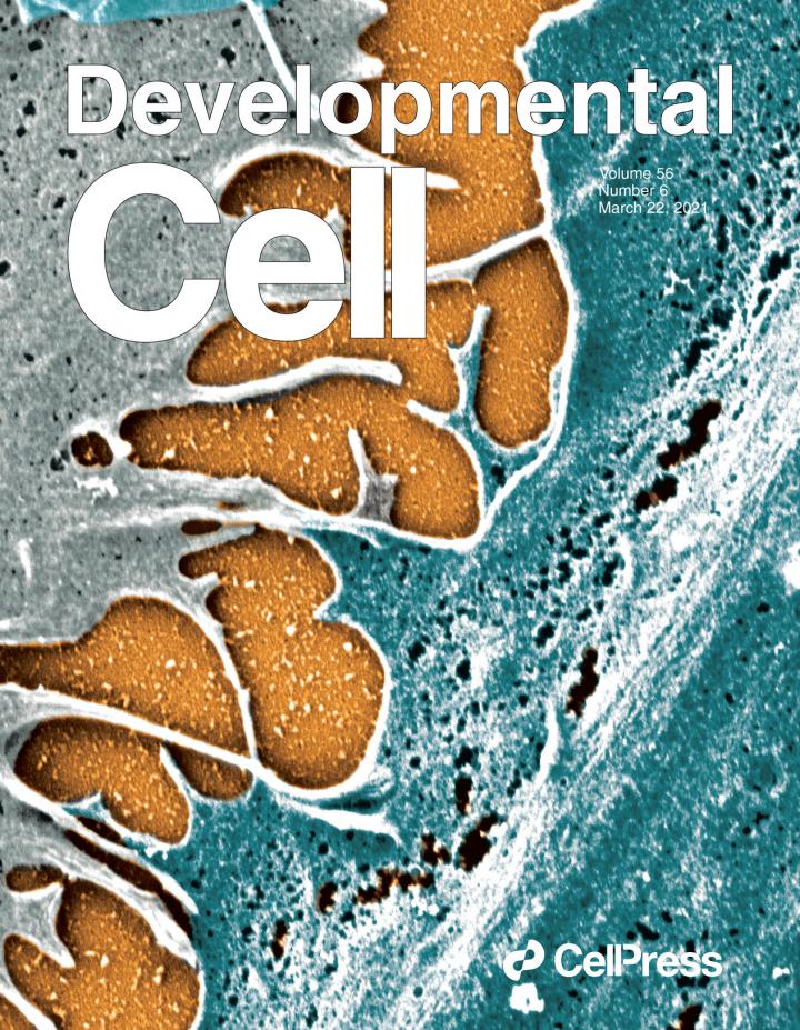 Cover in Developmental Cell