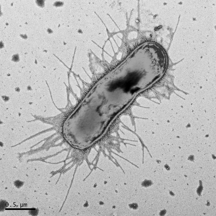 Pandemic <i>E. coli</i> H30