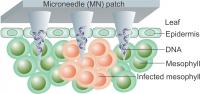 How the Plant DNA Microneedle Patch Works