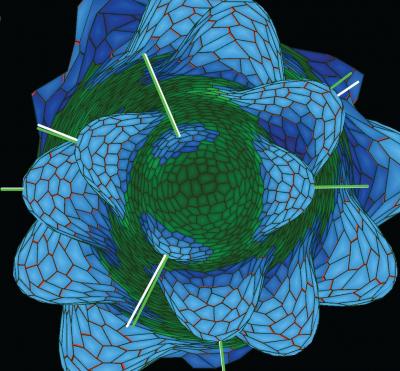 Model of Developing Leaves