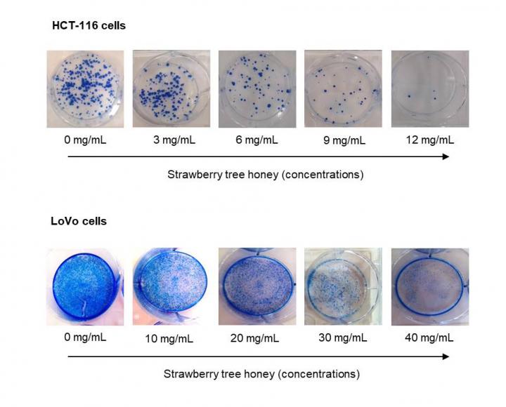 Strawberry Tree Honey Is Capable of Inhibiting the Proliferation of Tumour Cells Cultivated in Lab