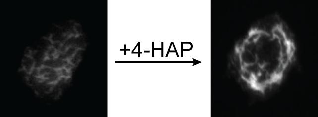 Effect of 4-HAP
