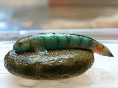Sirajo Goby