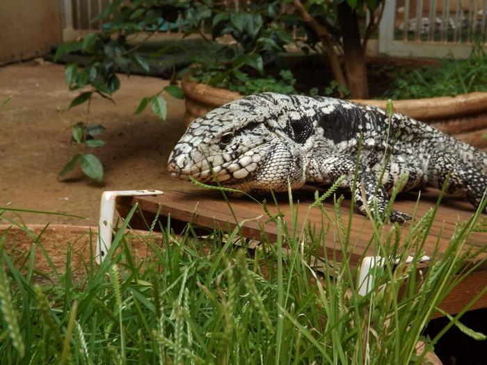 Study reveals mechanism used by tegu lizard to raise own temperature