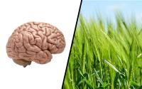 Brain + Agriculture
