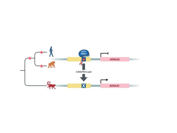 Ramped up Fight-Or-Flight Response Points to History of Warfare for Humans and Chimps