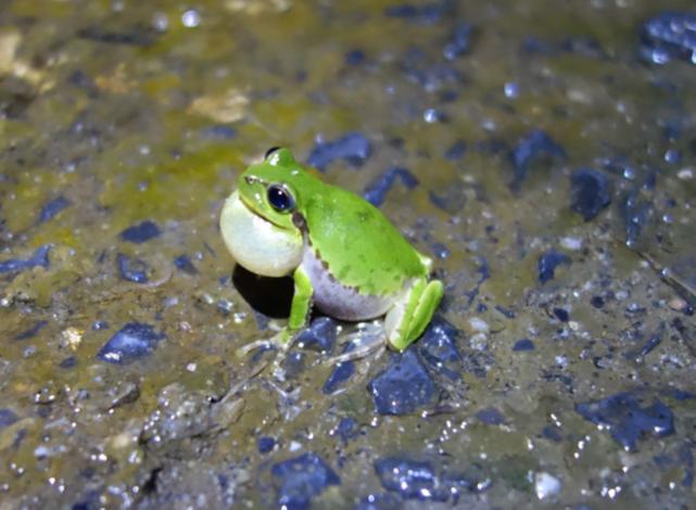 Figure 1. A Male Japanese Tree Frog