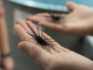 Sea Urchin Research_4