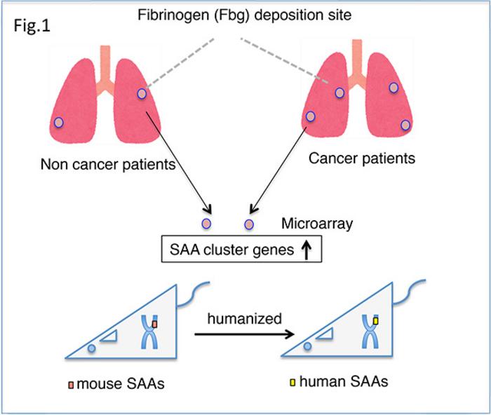 Mechanism of lung tumor metastasis in a murine model (Fig.1)