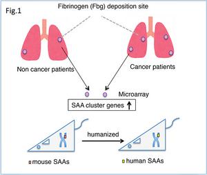 Mechanism of lung tumor metastasis in a murine model (Fig.1)