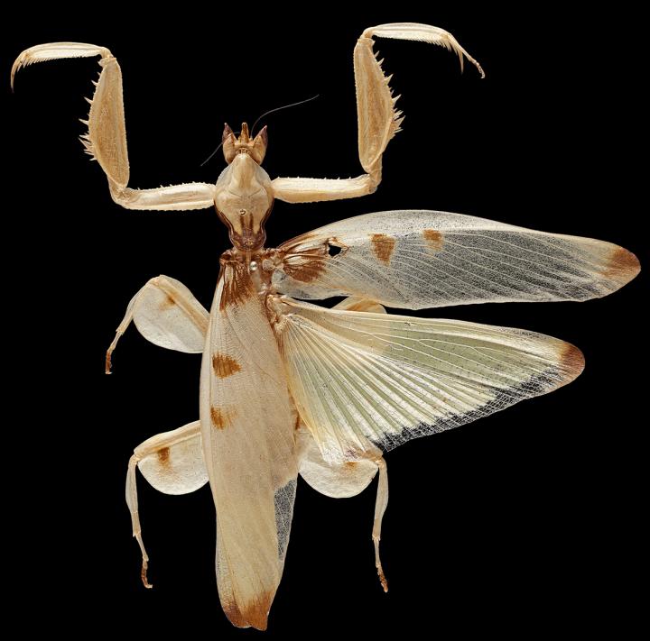 <em>Hymenopus coronatus</em> Female