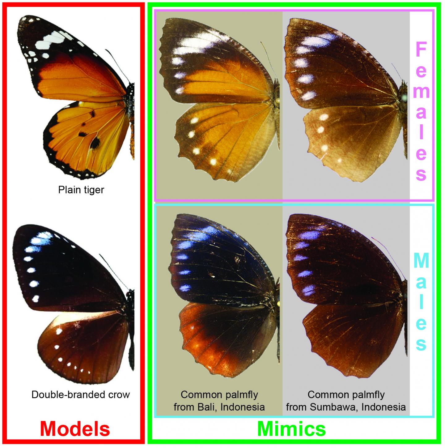 Asian butterfly mimics other species to defen | EurekAlert!