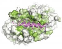 Tail-Anchored Protein Bound to Get3