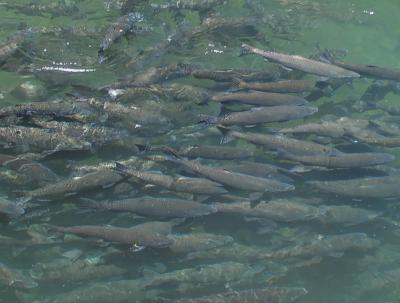 Salmon Under Threat