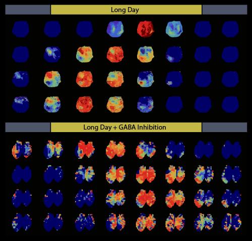 GABAA Inhibition Disrupts the Dorsal-Ventral Phase Difference that Forms After Exposure to Long Days