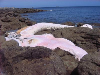 <i>Balaenoptera physalus</i>