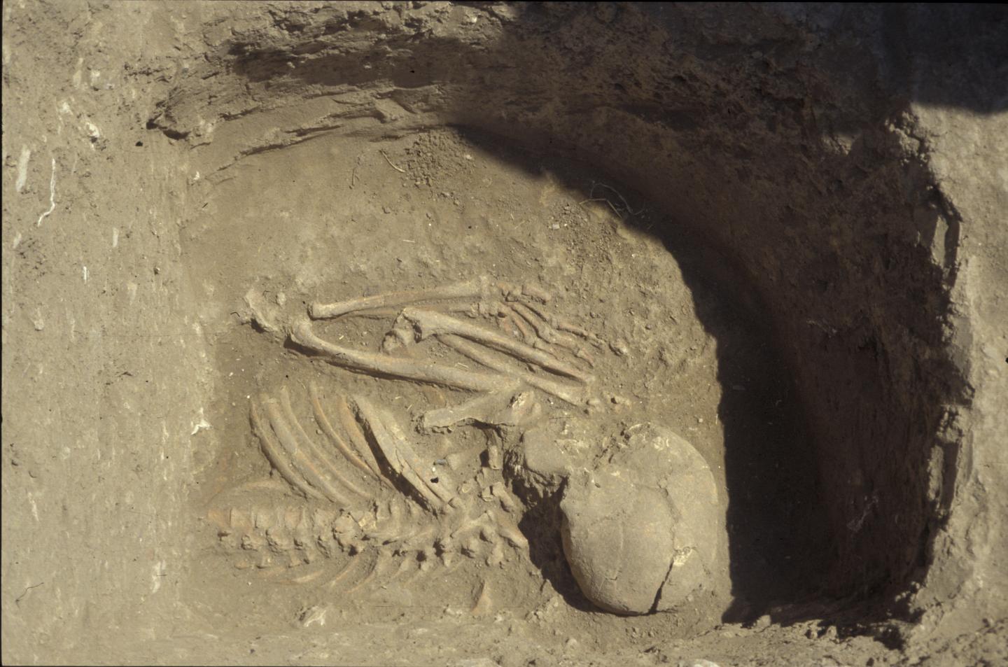 Upper Part of Skeleton From Grave 6, Kumtepe
