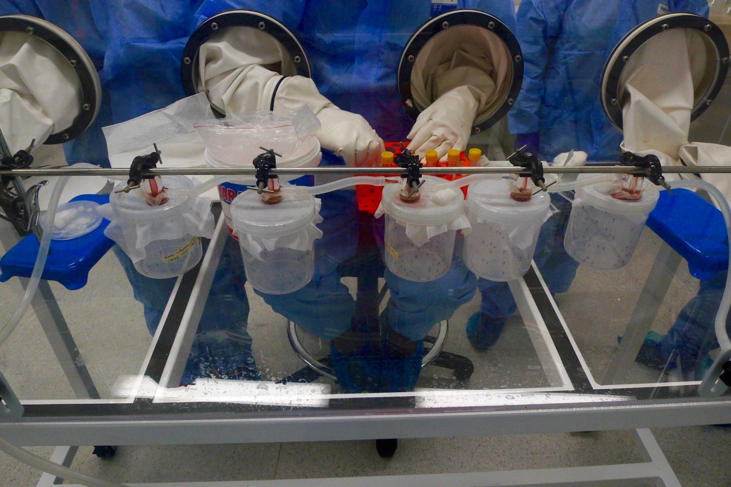 Testing for Zika Transmission