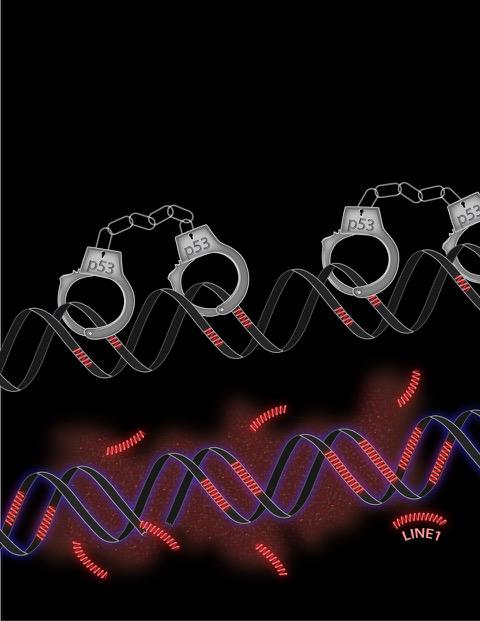 Retrotransposons