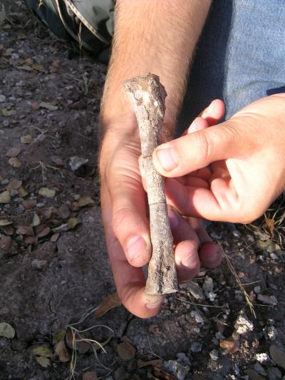 Discovering a Proto-dinosaur Leg Bone