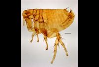 Male Rat Flea (<em>Xenopsylla sarodes</em>)