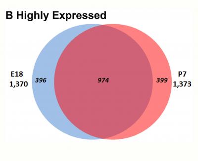 Active Genes Discovered in the Developing Mammal Brain (3 of 3)