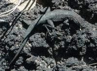 Side-Blotched Lizard on Lava Flow