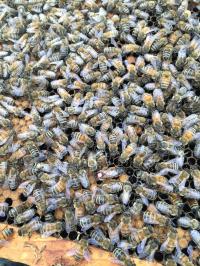 Honey bee queen in hive