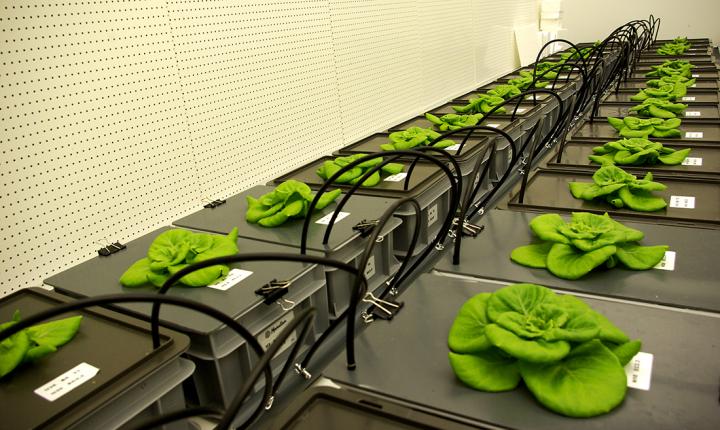 Lettuce on the Menu for Mars